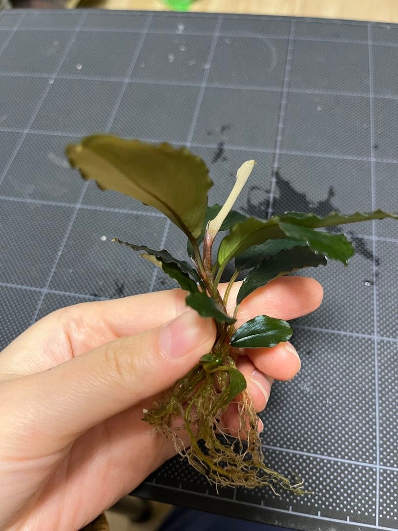 【山水苑タグ付き】Bucephalandra sp. \"AW No1\"