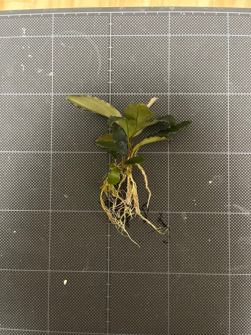 【山水苑タグ付き】Bucephalandra sp. \"AW No1\"