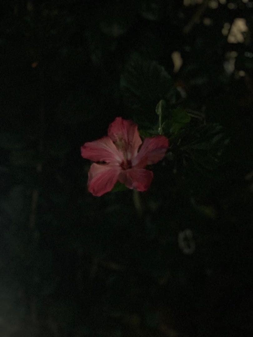 花様まとめ買い専用ページ