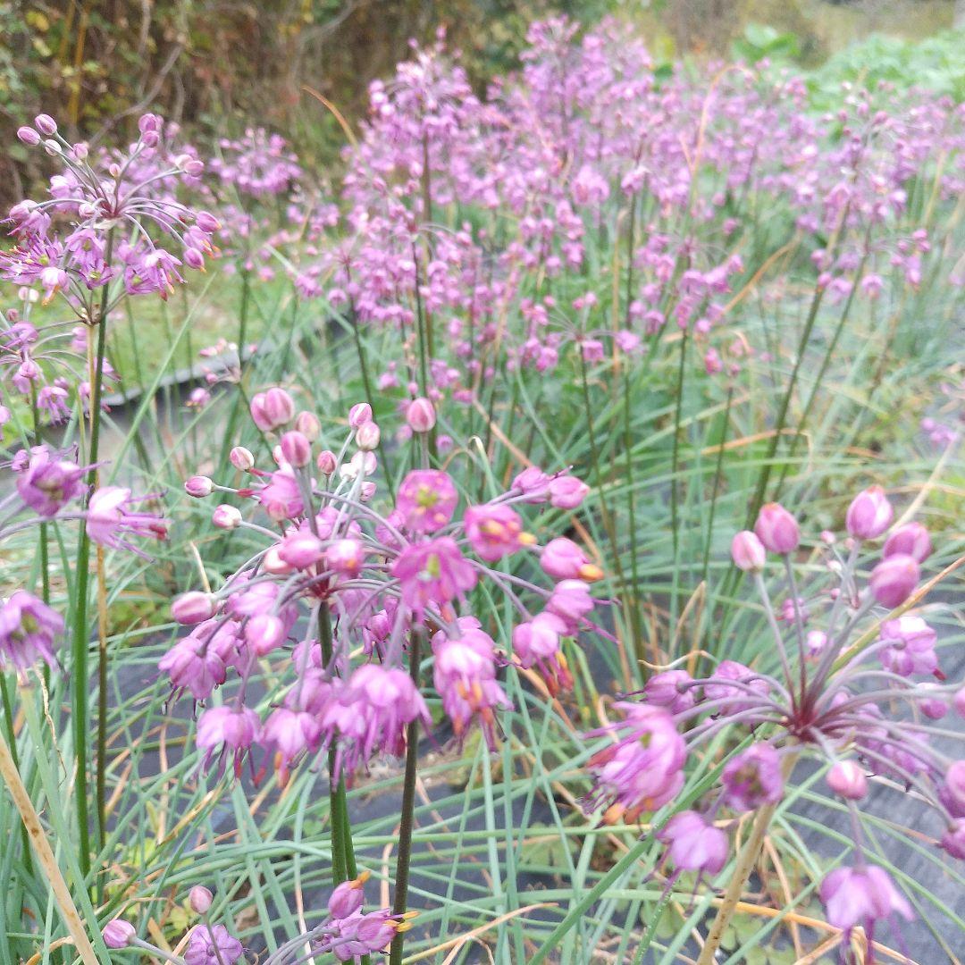 丹波産　農薬不使用　らっきょう甘酢漬け　RK　1,5kg