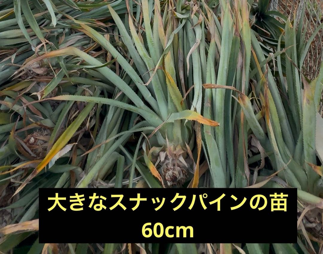 沖縄県石垣島産スナックパイン苗