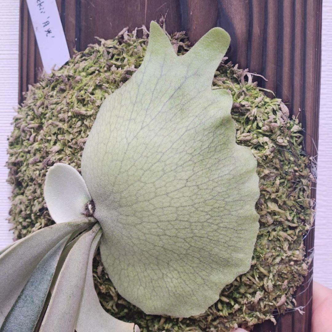 月光爪哇OC子株　ウィリンキー　ビカクシダ　willinckii ゲッコウジャワ