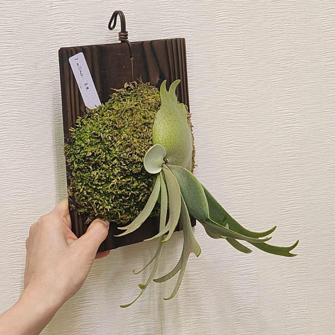 月光爪哇OC子株　ウィリンキー　ビカクシダ　willinckii ゲッコウジャワ