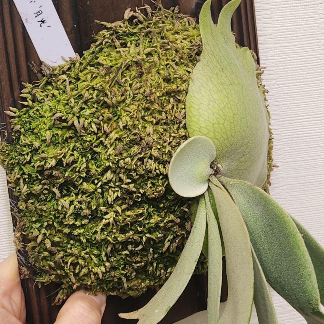 月光爪哇OC子株　ウィリンキー　ビカクシダ　willinckii ゲッコウジャワ