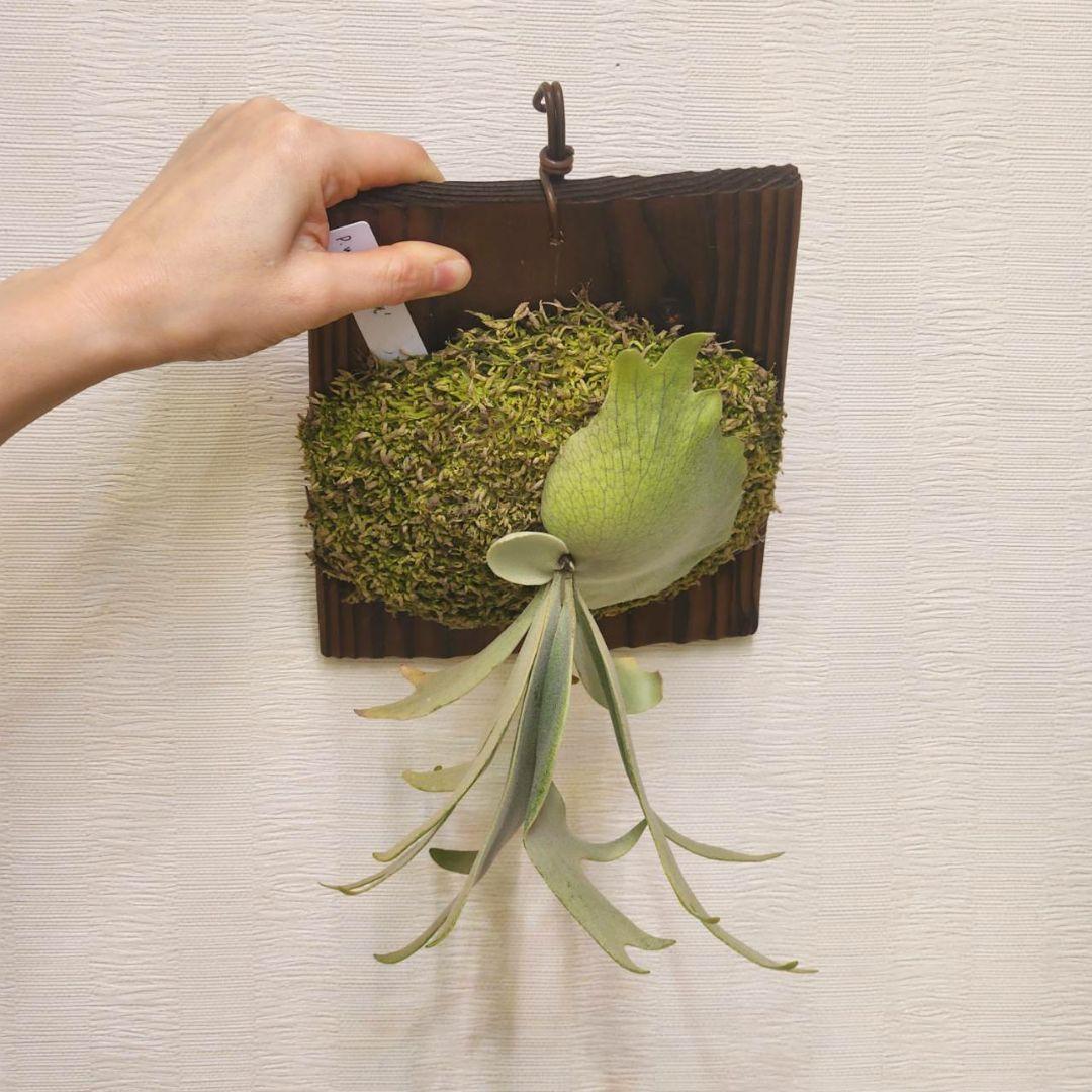 月光爪哇OC子株　ウィリンキー　ビカクシダ　willinckii ゲッコウジャワ