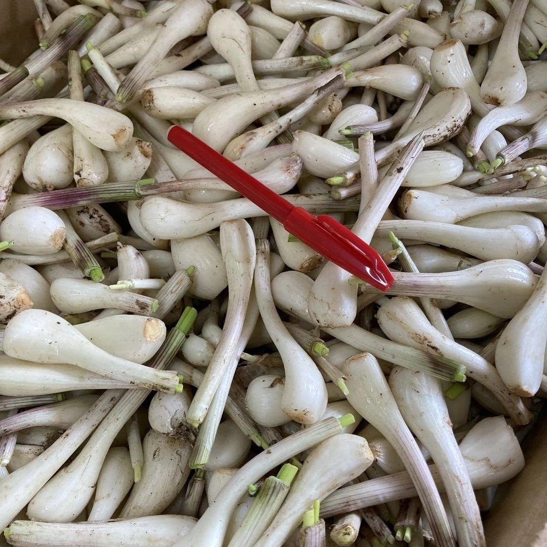 種子島産　らっきょう　20キロ