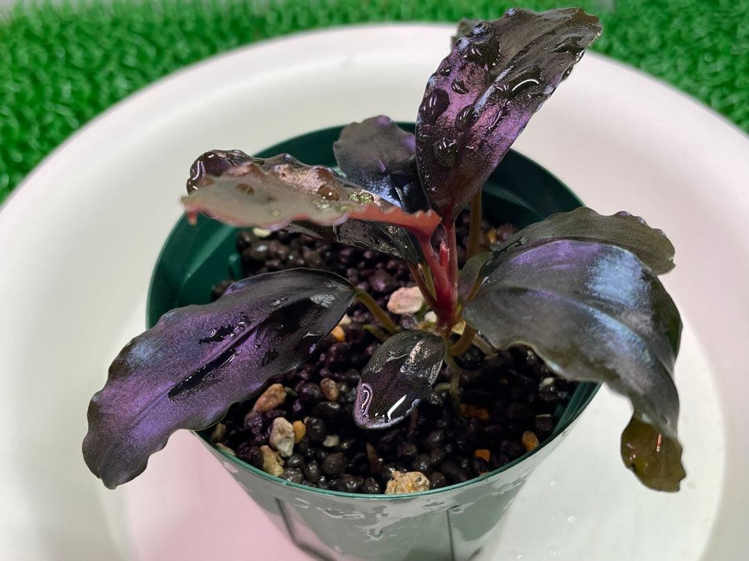 専用Bucephalandra sp.”Theia blue” 2019/01