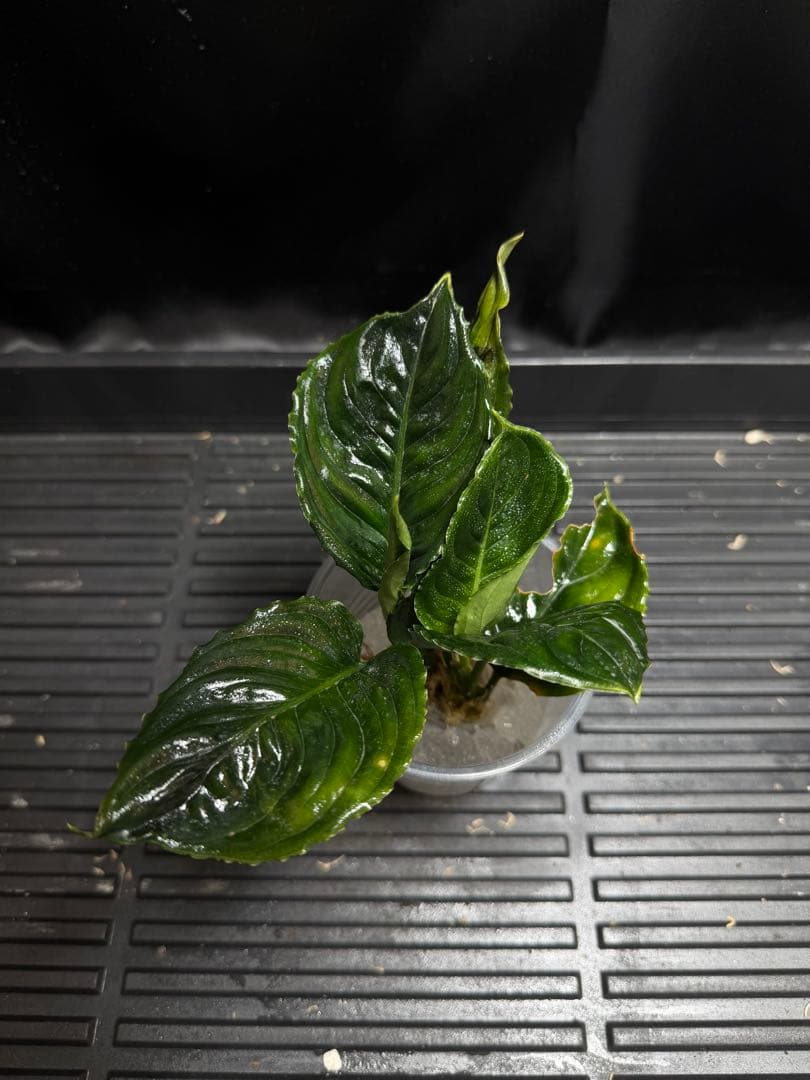 特別企画　新春セール　Aglaonema アグラオネマ　トリカラー　メタリカ　②