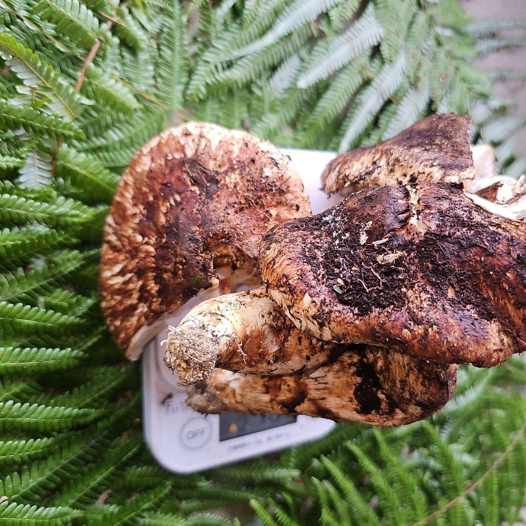 広島県産 松茸 316g