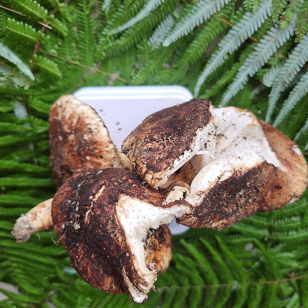 広島県産 松茸 316g