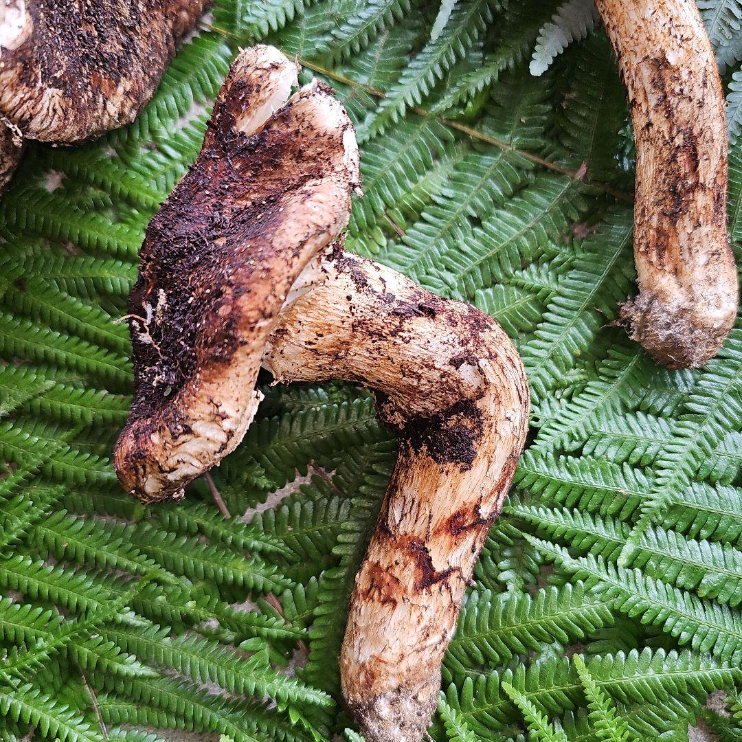 広島県産 松茸 316g