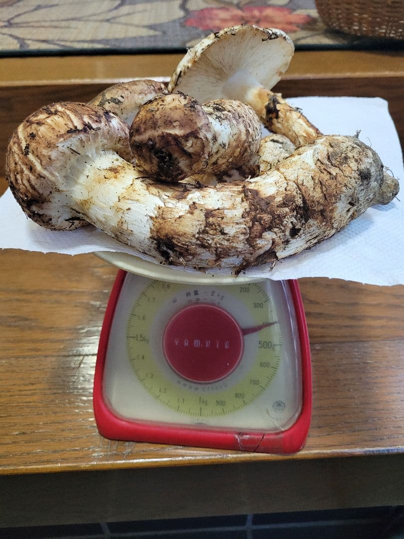 国産　岩手県産　松茸　400g