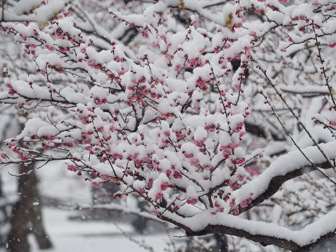 (難あり)OLYMPUS OM-D EM5 MARK2