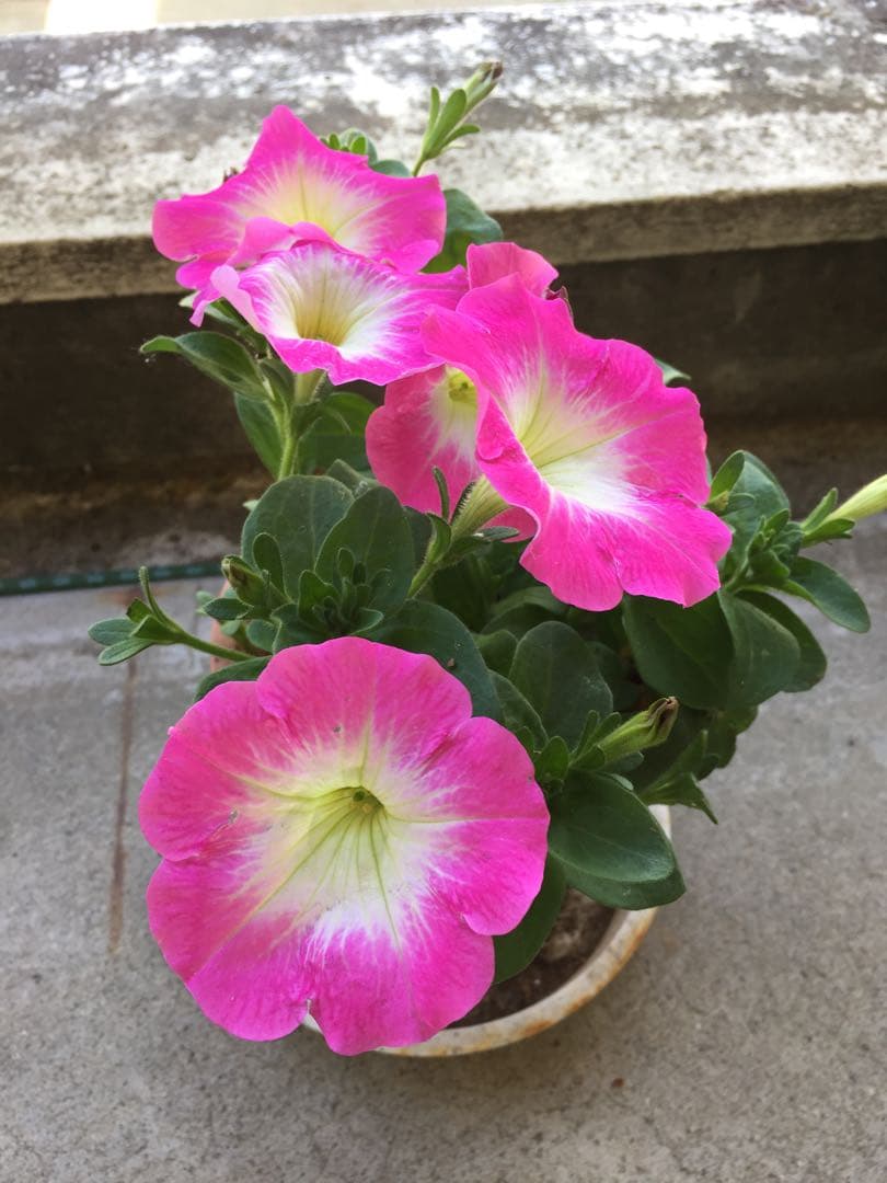 yama@猫飼っています　　修理、連絡ページ