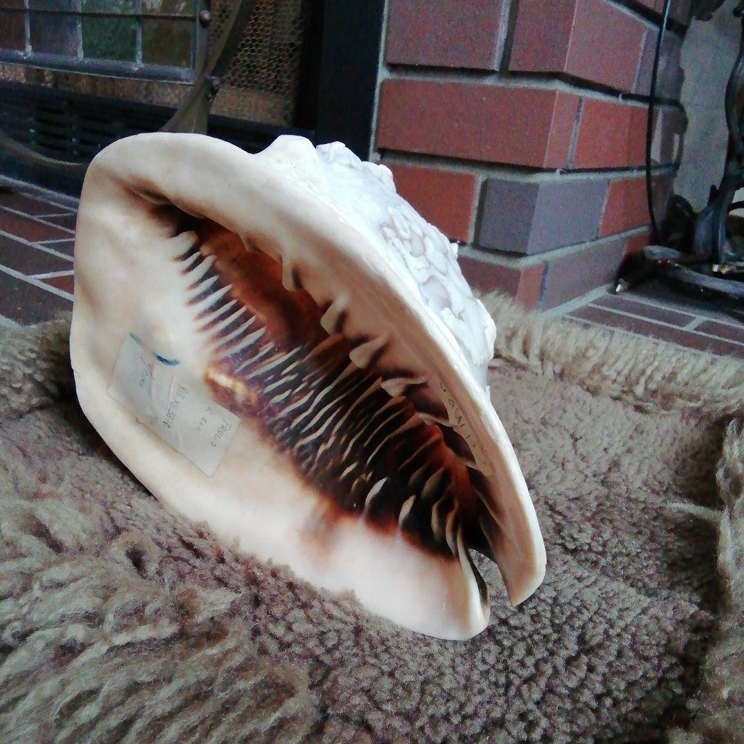 麦ちゃ様　　古典的な神話の彫刻貝殻と青銅スタンド