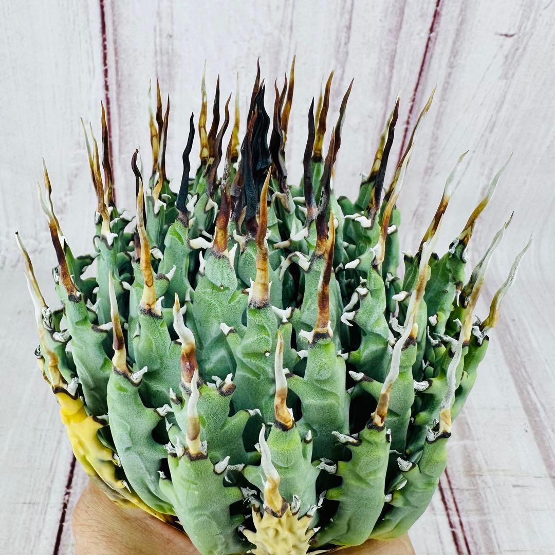 72 アガベ ユタエンシス エボリスピナ 黒棘 短棘 陽炎 ボール型 太棘