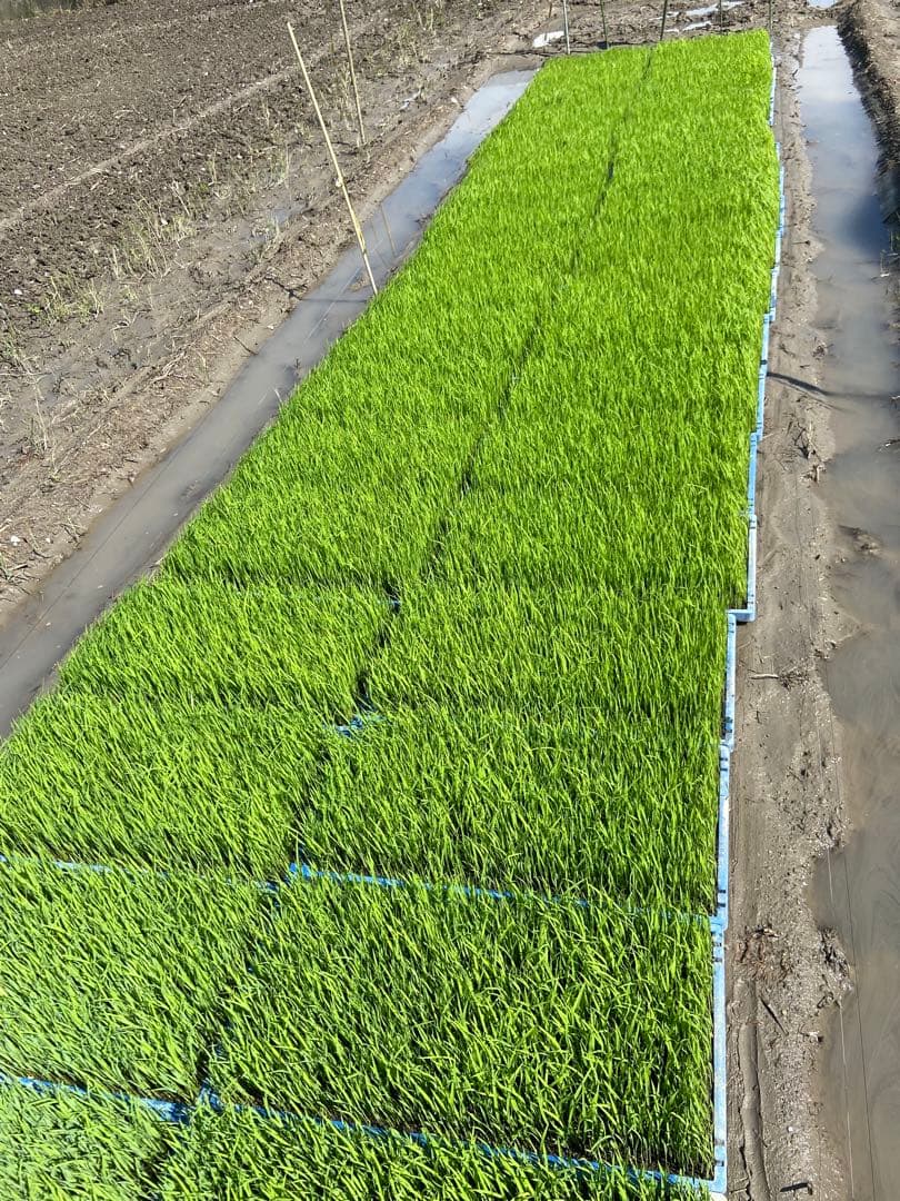 Natural farming 自然栽培玄米 シュタイナー教育 酵素玄米 食養生