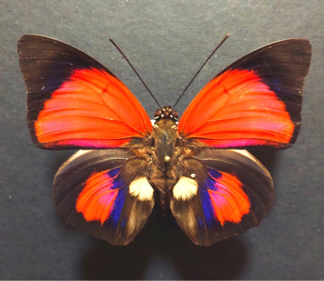 蝶標本　クロエサスミイロタテハ　♂