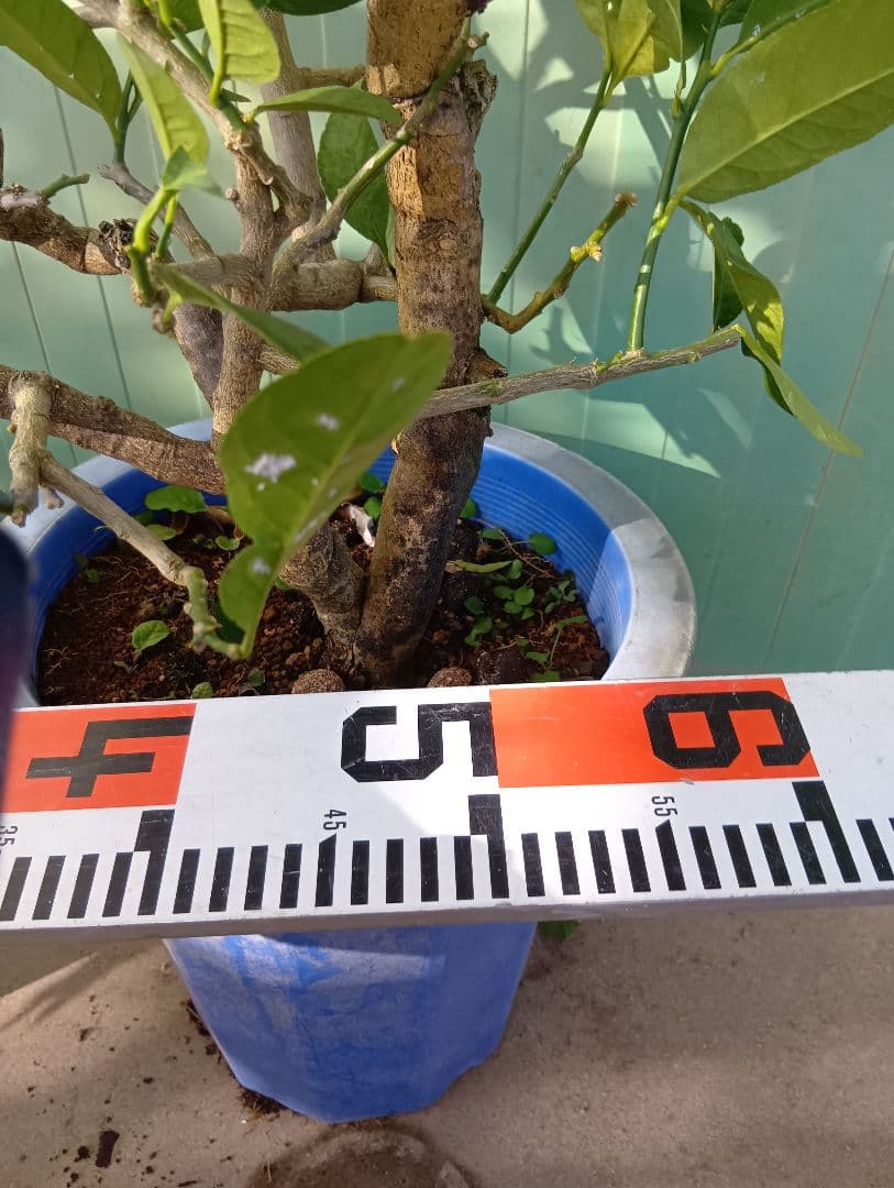 仏手柑（高さ70くらい）