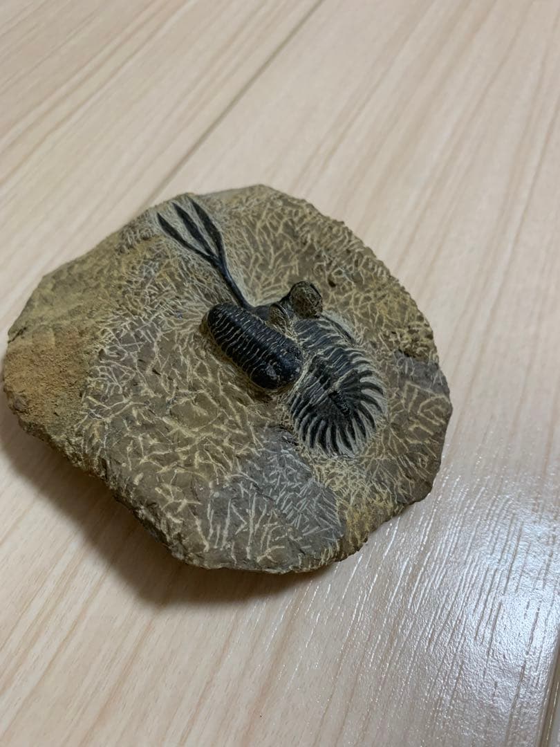 三葉虫化石　ワリセロプス　ロングフォーク