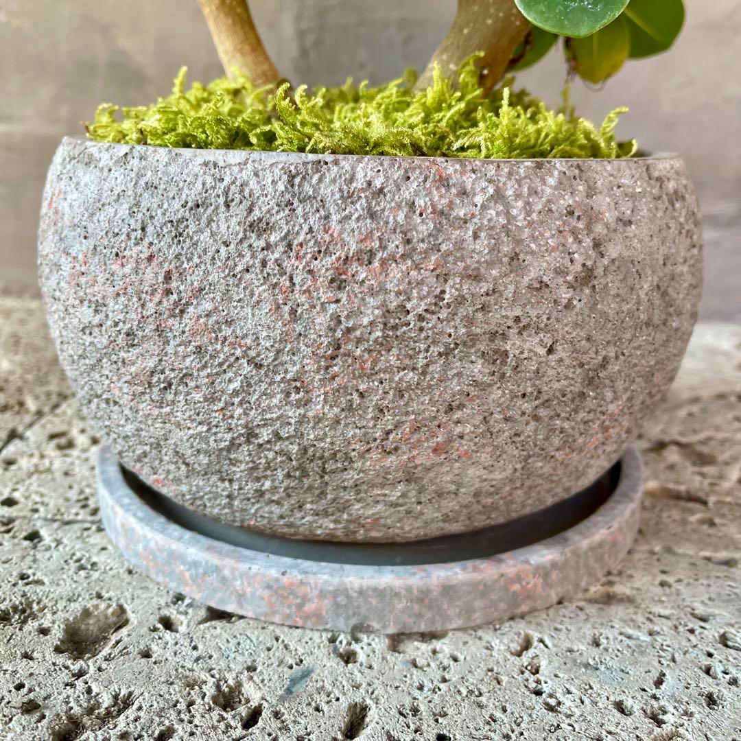 パンダガジュマル　天然苔　盆栽仕立て　陶器鉢　植え込み発送