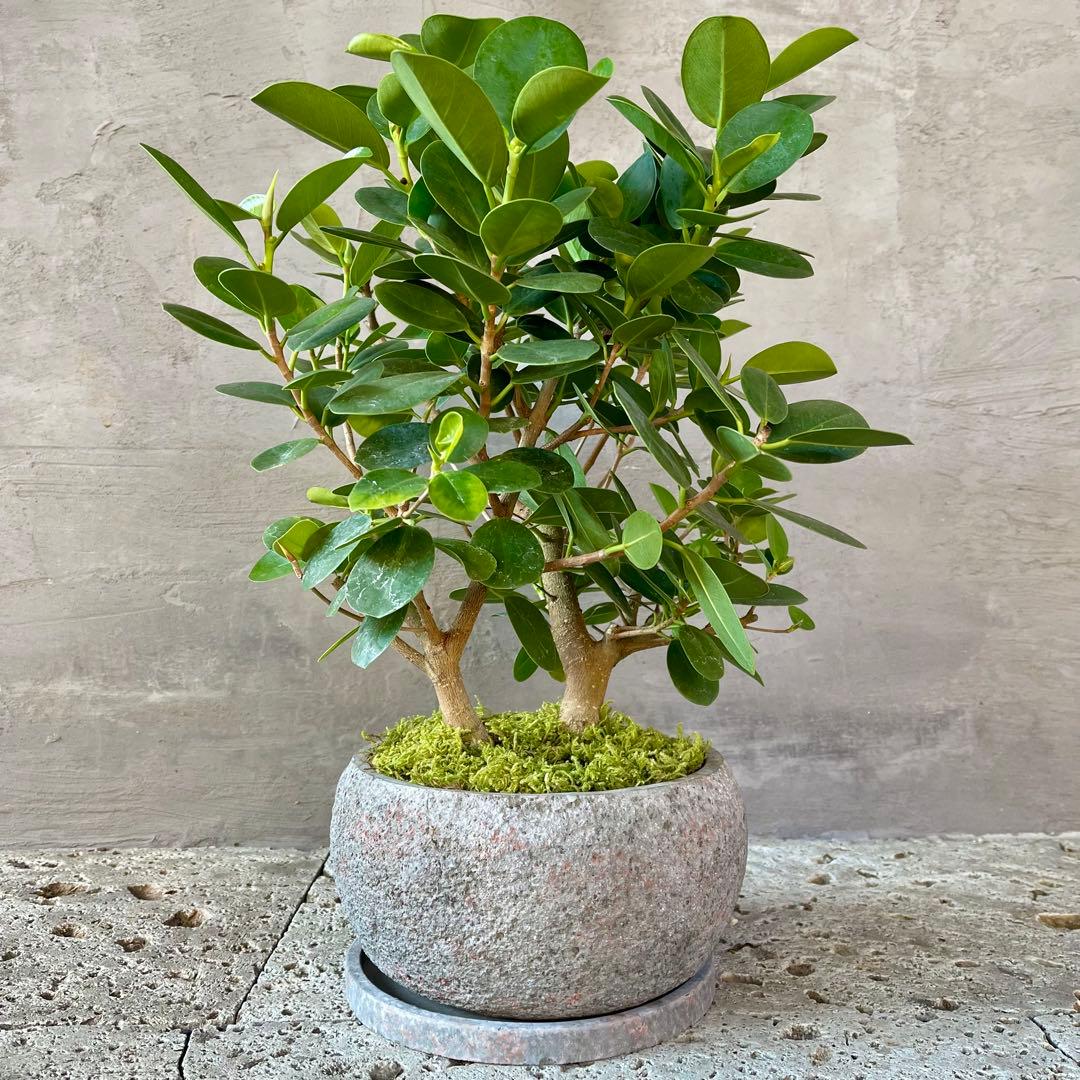 パンダガジュマル　天然苔　盆栽仕立て　陶器鉢　植え込み発送