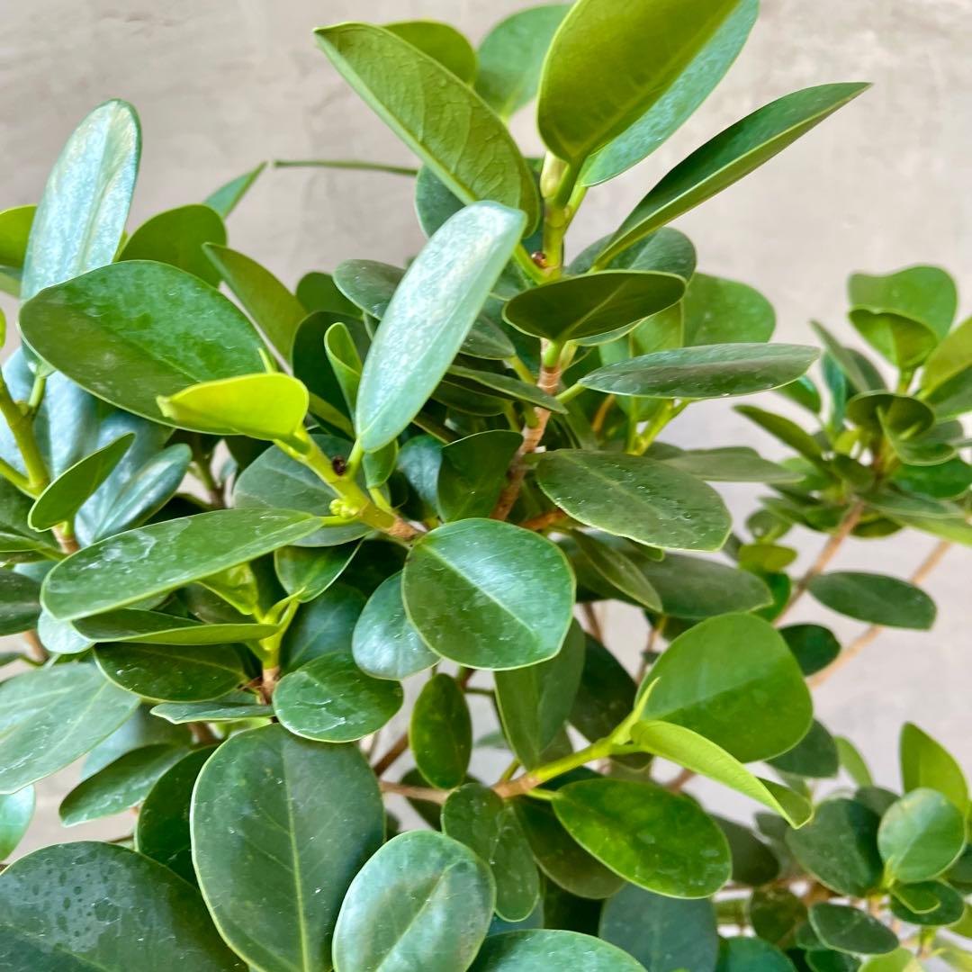 パンダガジュマル　天然苔　盆栽仕立て　陶器鉢　植え込み発送