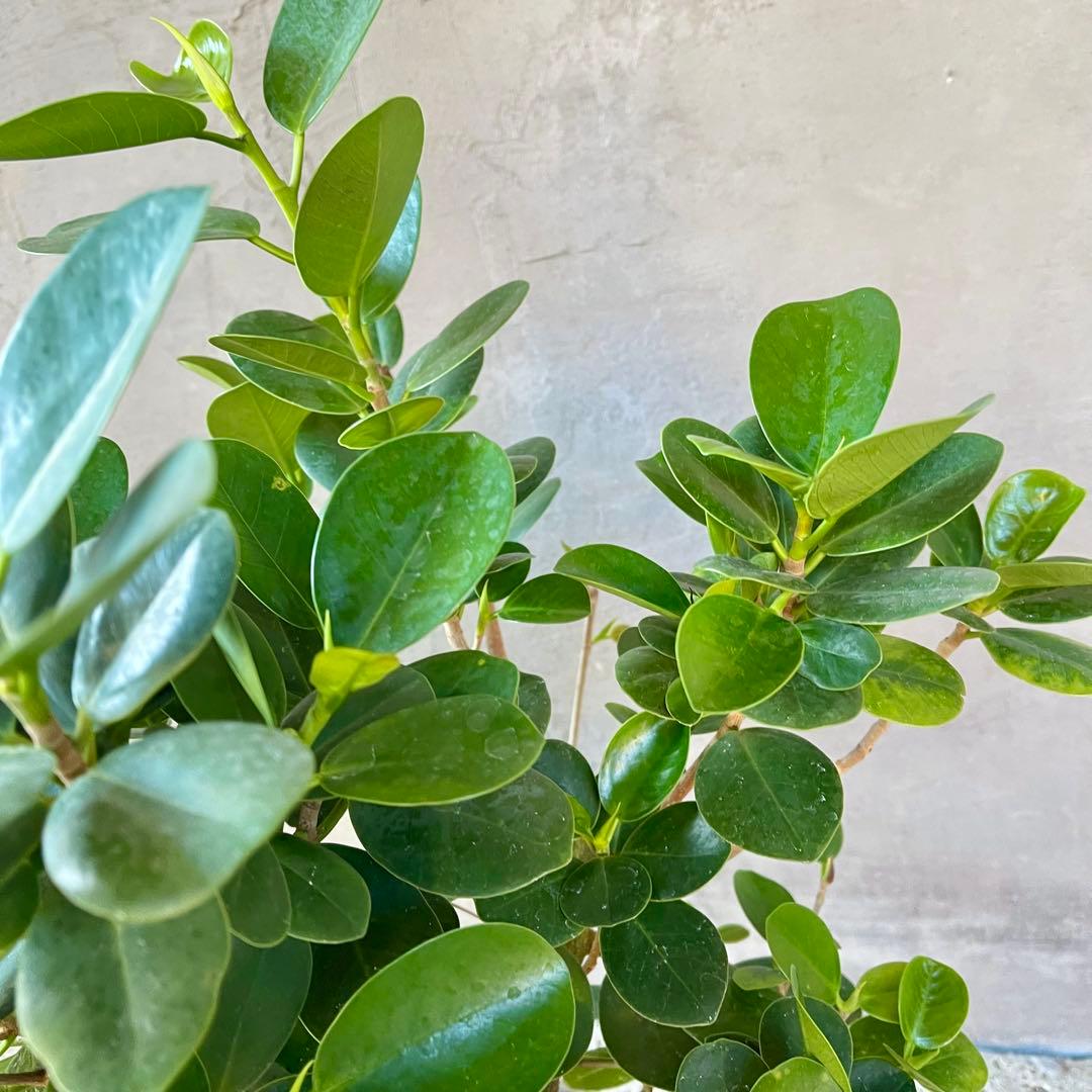 パンダガジュマル　天然苔　盆栽仕立て　陶器鉢　植え込み発送