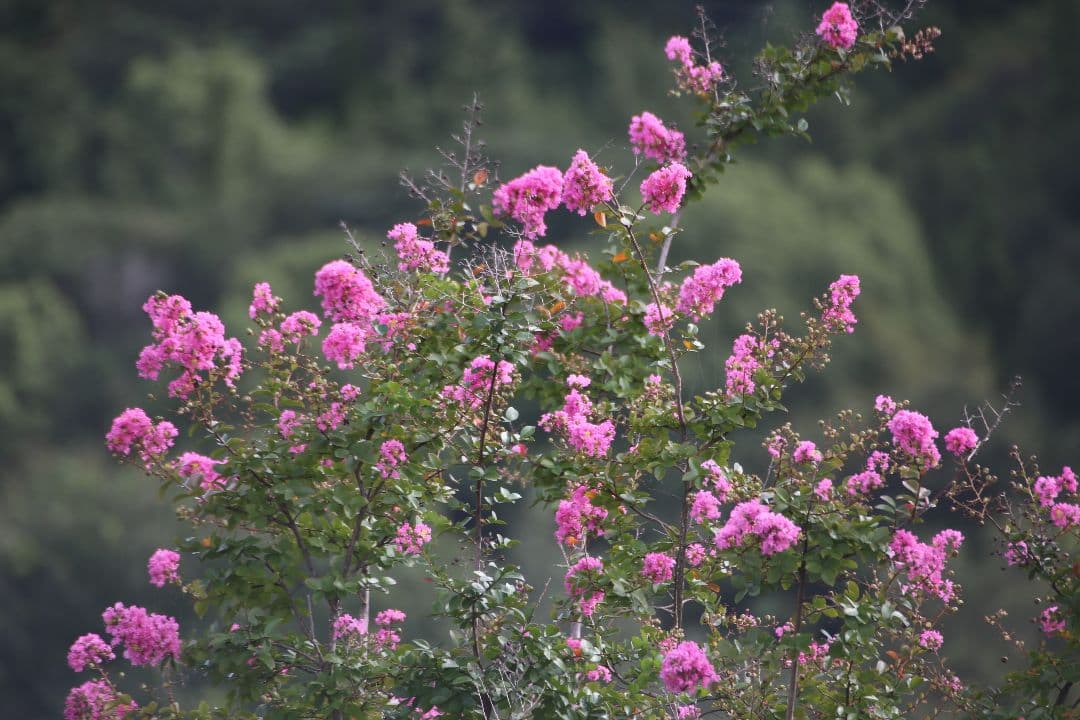 CANON用 SIGMA APO 70-500mm レンズ ジャンク品