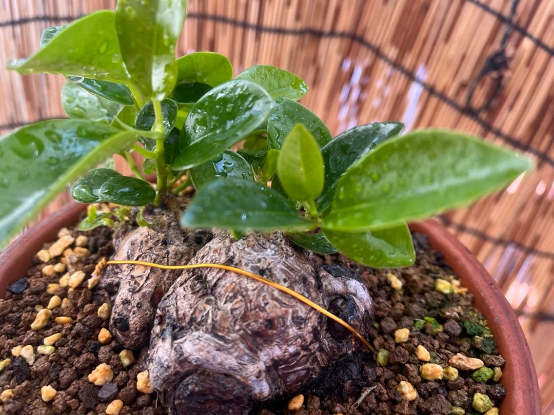 ✨✨✨superガジュマル【ジブリの世界】検/ガジュマル♪良品セール♪