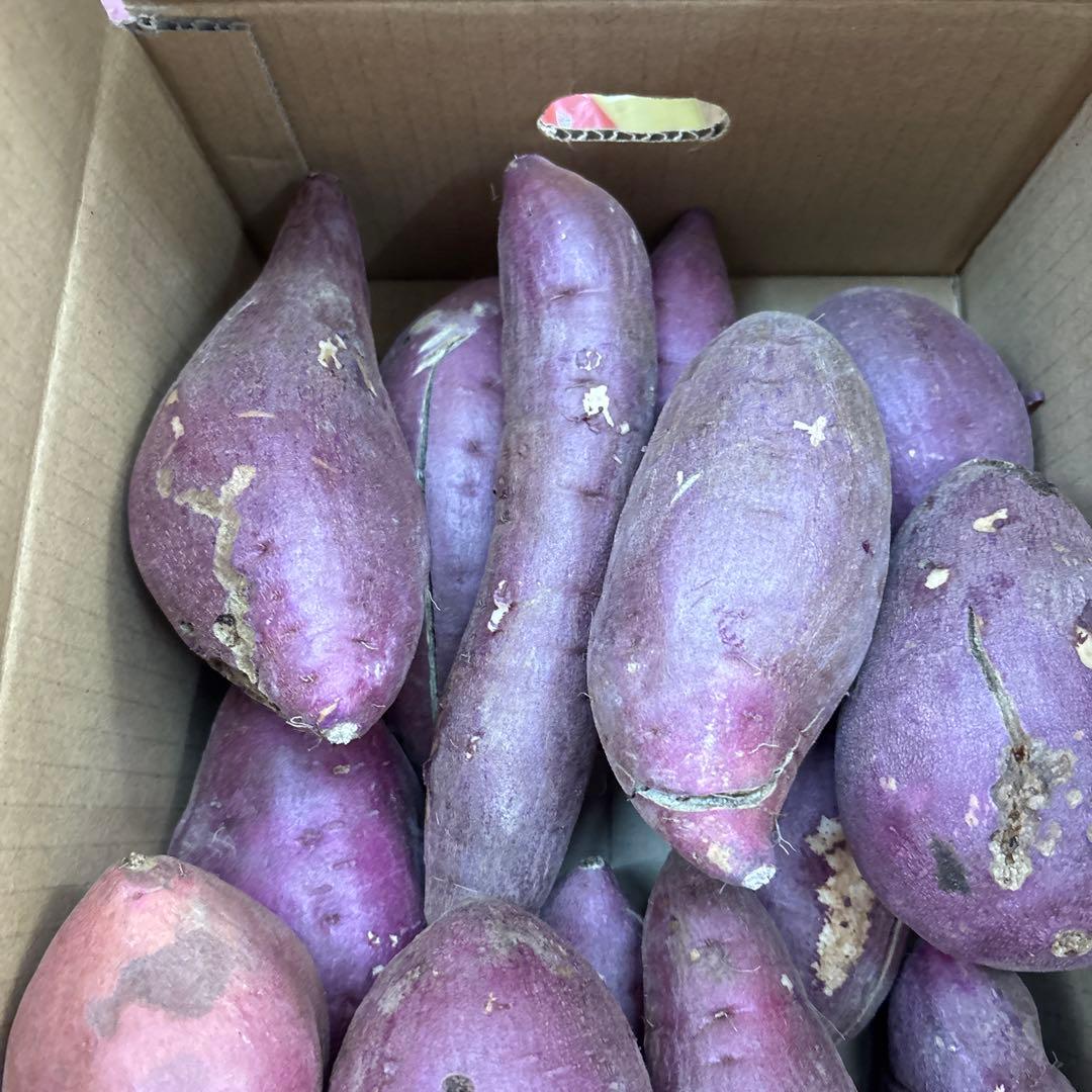 紅はるか　5キロ　MからL