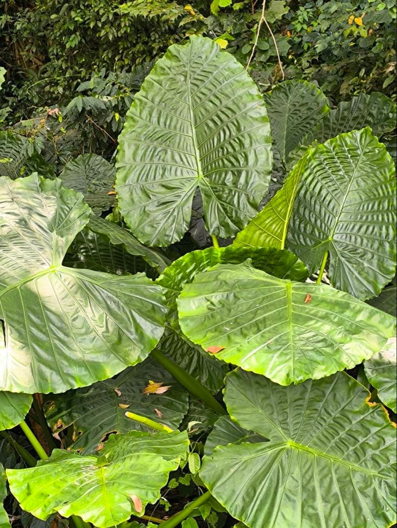 原種　世界最大　アロカシア　ロブスタ　サトイモ科　アロイド　パルダリウム　③