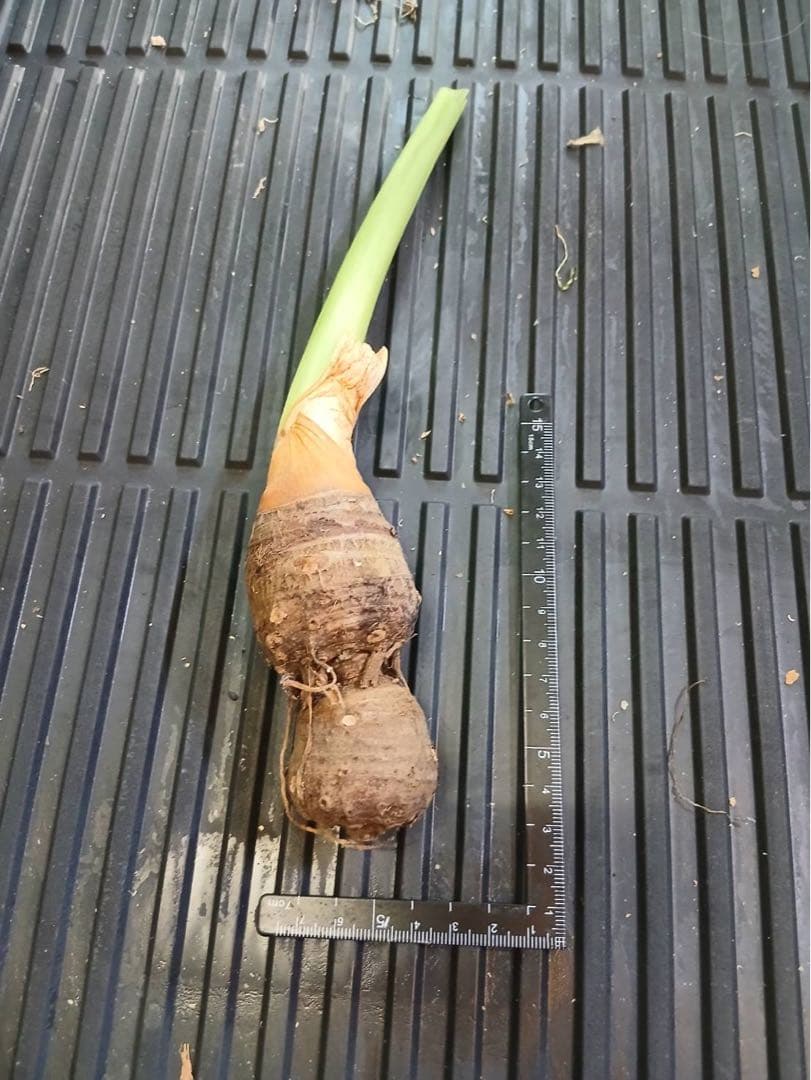 原種　世界最大　アロカシア　ロブスタ　サトイモ科　アロイド　パルダリウム　③