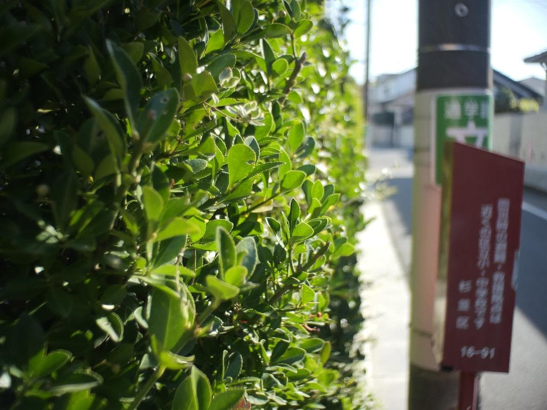 Cマウントシネレンズ　Cine-NIKKOR 単焦点レンズ 1:1.8/13mm