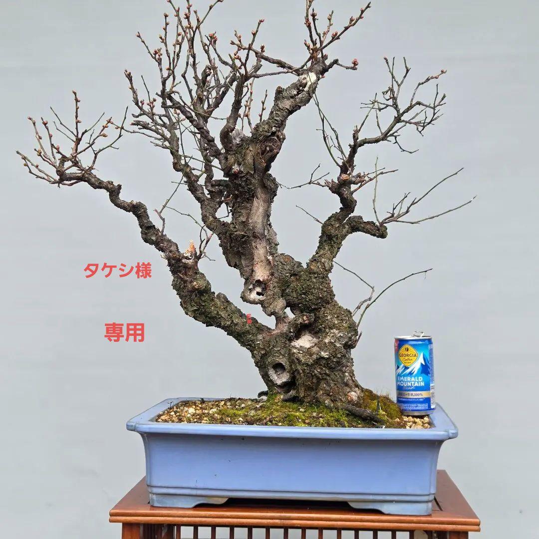 野梅(白一重)　梅[斜幹双幹木]　大品盆栽 タケシになります
