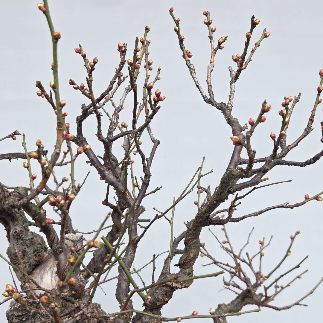 野梅(白一重)　梅[斜幹双幹木]　大品盆栽 タケシになります