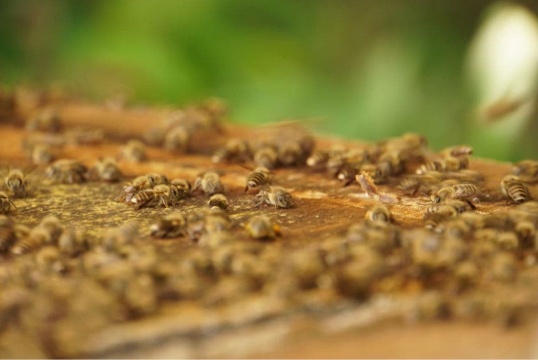 はちみつ　日本蜜蜂のハチミツ　花粉入り蜂蜜