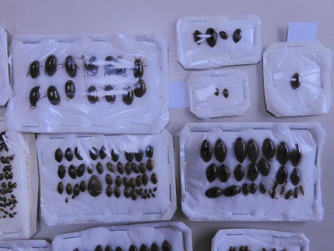 研究者向き　ゲンゴロウセット　ゲンゴロウ以外も含む