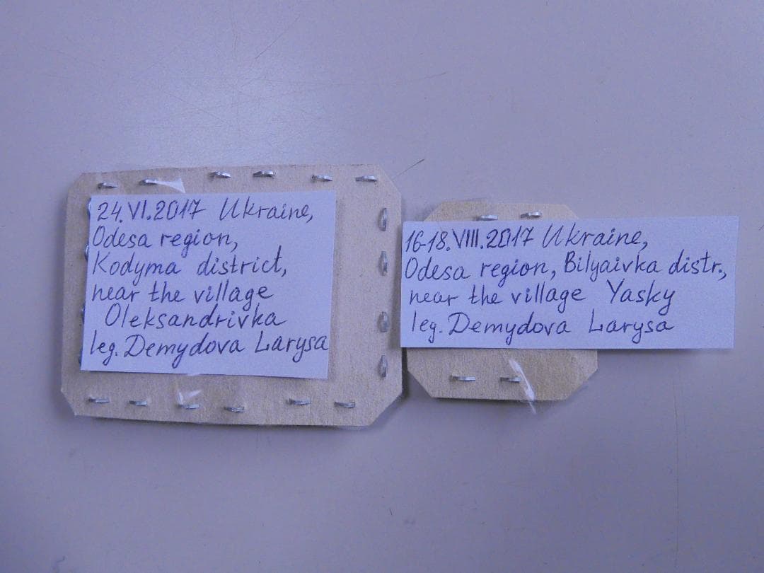 研究者向き　ゲンゴロウセット　ゲンゴロウ以外も含む