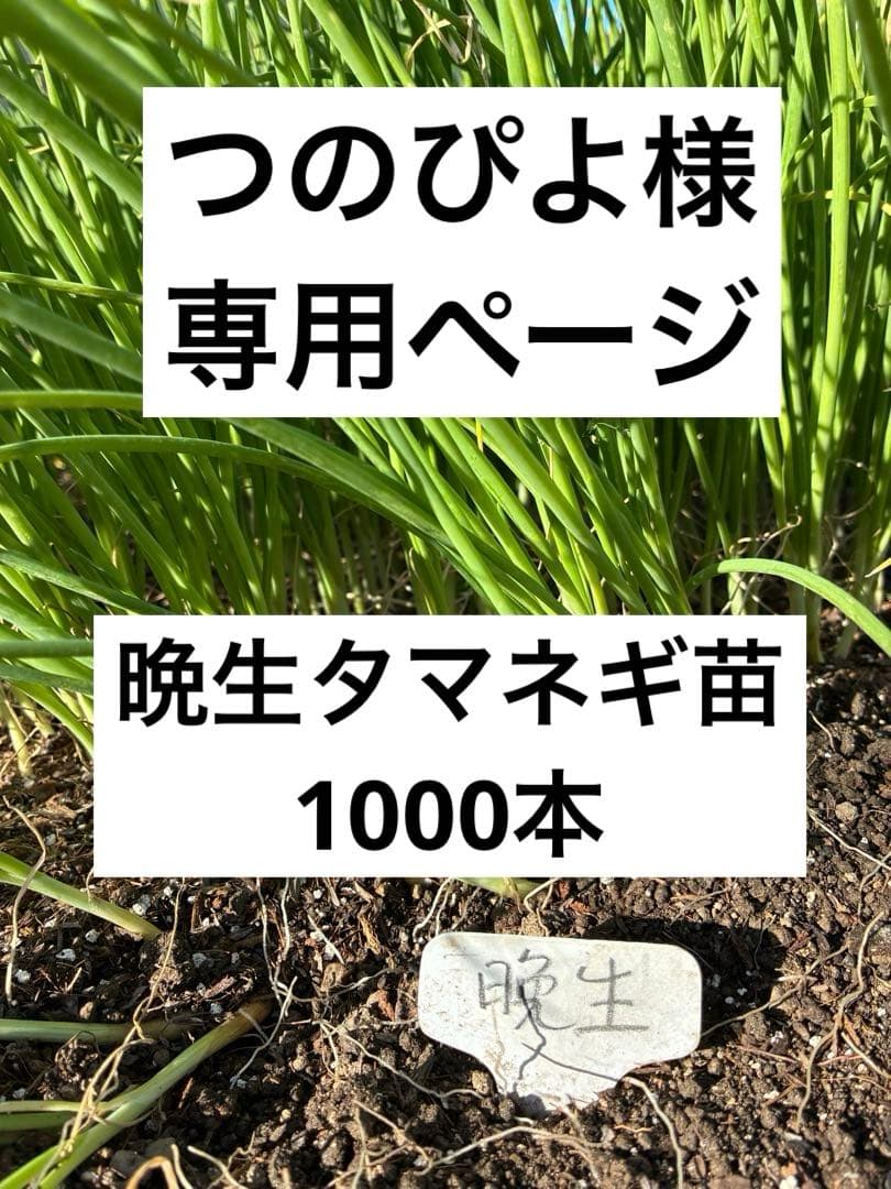 つのぴよページ晩生タマネギ苗1000本