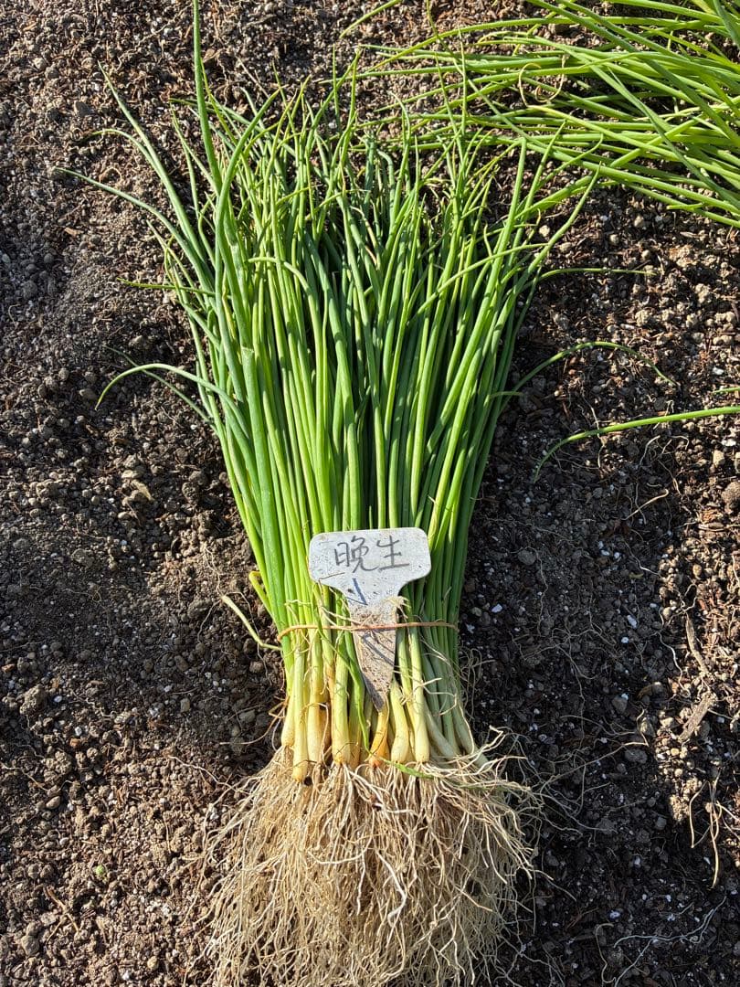 つのぴよページ晩生タマネギ苗1000本