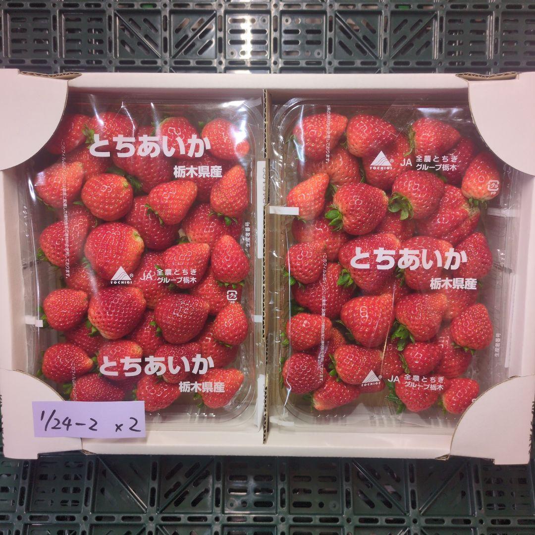 栃木県産いちご　とちあいか　規格外約1.4kgx4箱　1/24-2.4