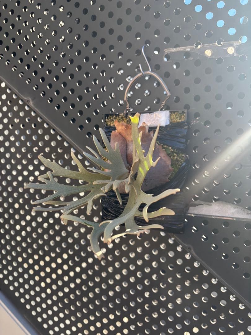 P.willinckii Linea 流線 (HHR) 親株