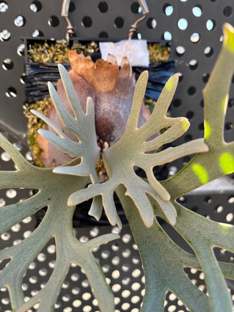 P.willinckii Linea 流線 (HHR) 親株