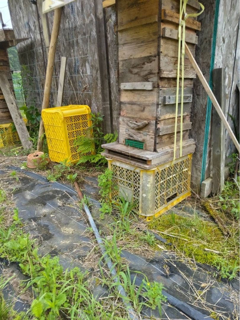 【奈良県産】日本ミツバチの蜂蜜 百花蜜 日本蜜蜂 300g×6