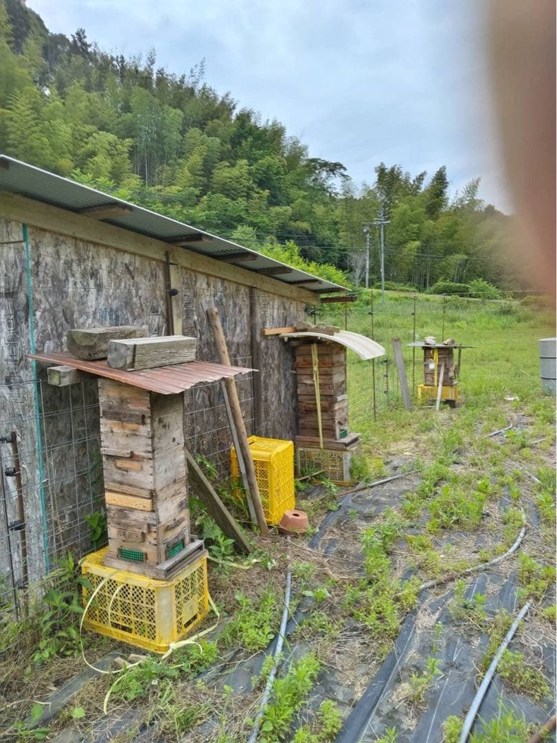 【奈良県産】日本ミツバチの蜂蜜 百花蜜 日本蜜蜂 300g×6