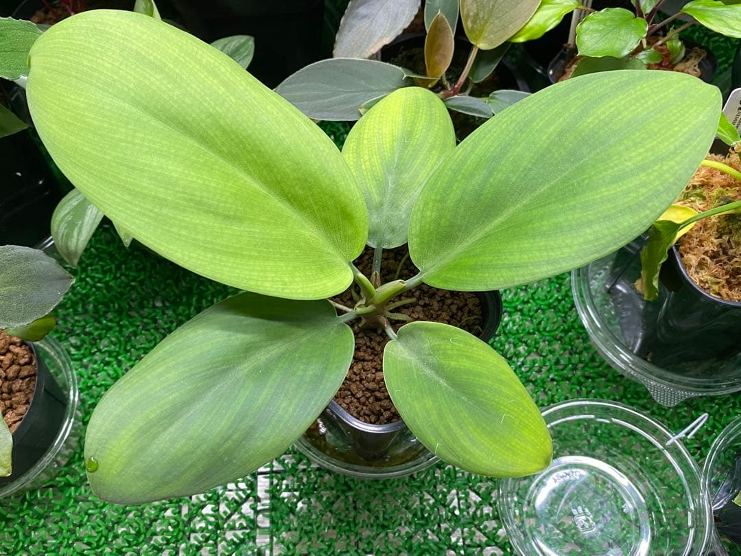 ホマロメナ / Homalomena sp.\