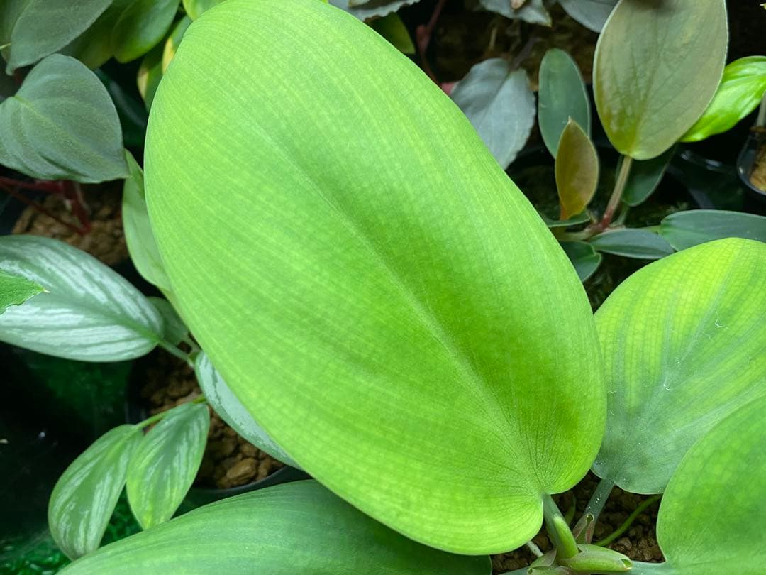 ホマロメナ / Homalomena sp.\"青芒果\" PP便