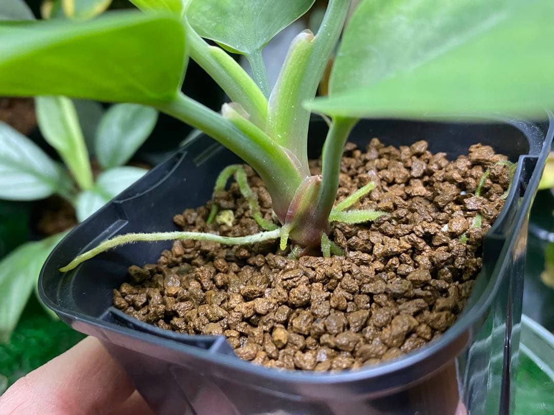 ホマロメナ / Homalomena sp.\"青芒果\" PP便