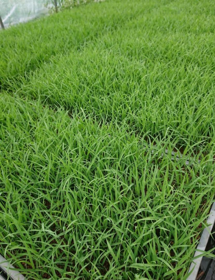 小さな農家の丁寧に育てた☆美味しいお米　長野県産　コシヒカリ 10kg